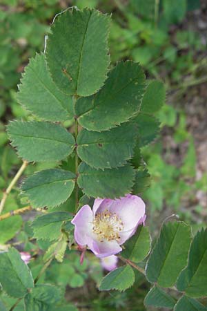 Rosa majalis ? \ Mai-Rose, Zimt-Rose / Cinnamon Rose, Kroatien/Croatia Učka 28.6.2010