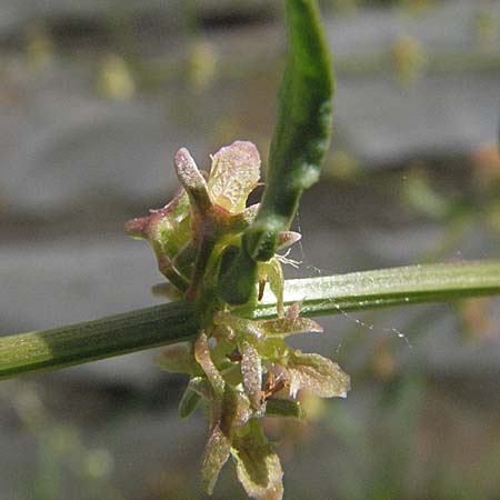Rumex pulcher \ Sch&ouml;ner Ampfer / Fiddle Dock, Kroatien/Croatia Istrien/Istria, Poreč 26.5.2006
