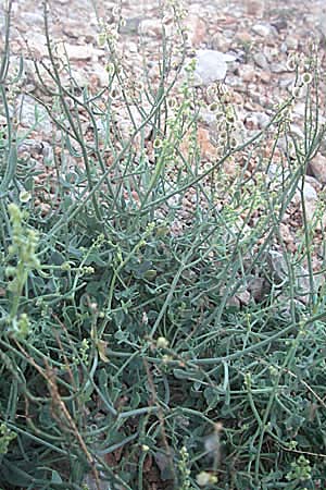 Rumex scutatus \ Schild-Ampfer / French Sorrel, Kroatien/Croatia Senj 16.7.2007