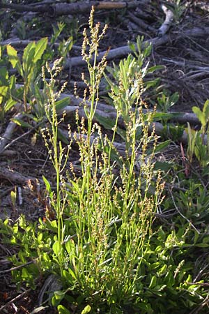 Rumex acetosella \ Kleiner Sauer-Ampfer / Sheep's Sorrel, Kroatien/Croatia Plitvička 31.5.2008