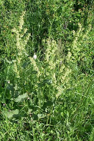 Rumex aquaticus \ Wasser-Ampfer / Scottish Dock, Kroatien/Croatia Udbina 2.6.2008