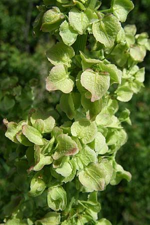 Rumex aquaticus \ Wasser-Ampfer / Scottish Dock, Kroatien/Croatia Udbina 2.6.2008
