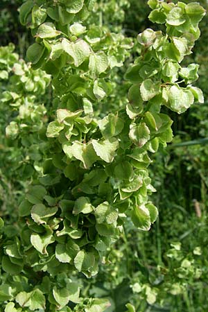 Rumex aquaticus \ Wasser-Ampfer / Scottish Dock, Kroatien/Croatia Udbina 2.6.2008