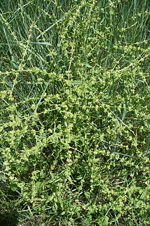 Rumex pulcher \ Sch&ouml;ner Ampfer / Fiddle Dock, Kroatien/Croatia Knin 2.6.2008
