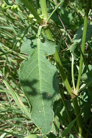 Rumex pulcher \ Sch&ouml;ner Ampfer / Fiddle Dock, Kroatien/Croatia Knin 2.6.2008