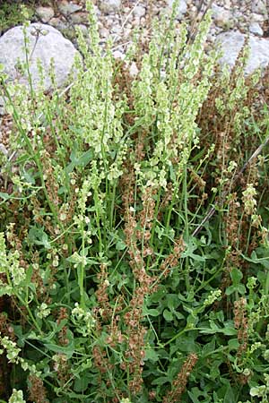 Rumex scutatus \ Schild-Ampfer / French Sorrel, Kroatien/Croatia Senj 4.6.2008