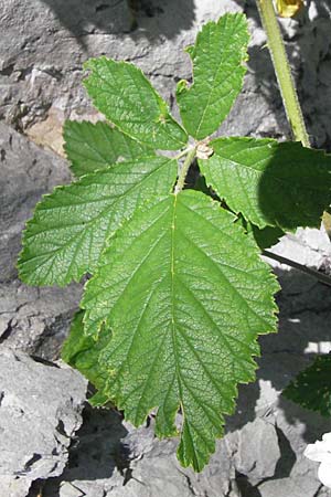 Rubus fruticosus agg. \ Brombeere / Bramble, Blackberry, Kroatien/Croatia Učka 28.6.2010
