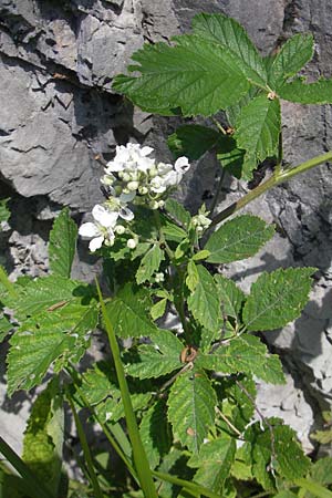 Rubus fruticosus agg. \ Brombeere / Bramble, Blackberry, Kroatien/Croatia Učka 28.6.2010