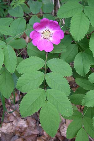 Rosa pendulina \ Alpen-Heckenrose / Alpine Rose, Kroatien/Croatia Plitvička 1.6.2008