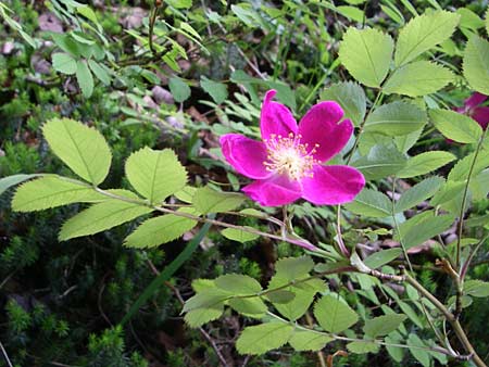 Rosa pendulina \ Alpen-Heckenrose / Alpine Rose, Kroatien/Croatia Plitvička 1.6.2008