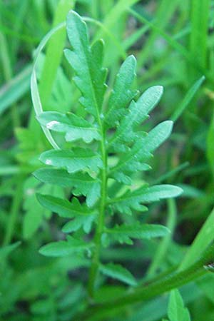 Rorippa x anceps \ Niederliegende Sumpfkresse / Hybrid Yellow-Cress, Kroatien/Croatia Medvednica 30.6.2010