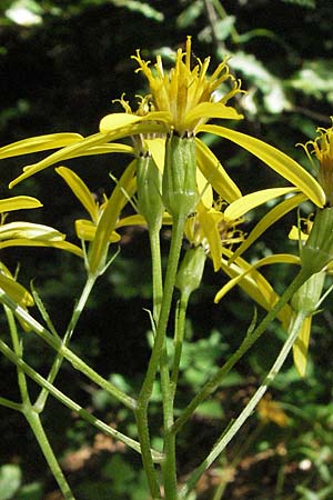 Senecio ovatus \ Fuchssches Greiskraut, Fuchs-Kreuzkraut / Woundwort, Wood Ragwort, Kroatien/Croatia Učka 14.7.2007