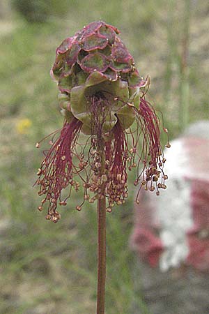 Sanguisorba minor \ Kleiner Wiesenknopf / Salad Burnet, Kroatien/Croatia Istrien/Istria, Gračišće 27.5.2006