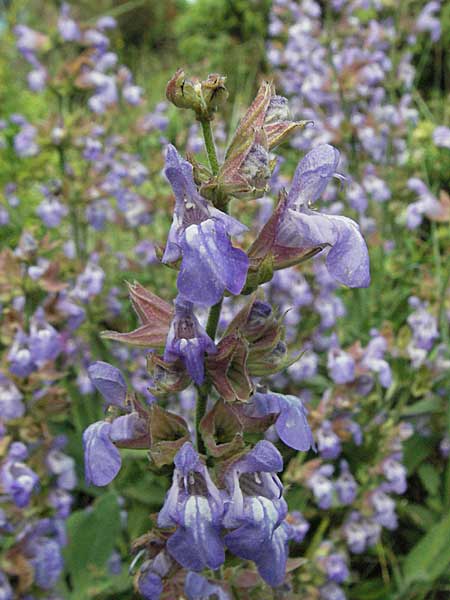Salvia officinalis \ Echte Salbei / Common Sage, Kroatien/Croatia Istrien/Istria, Premantura 30.5.2006