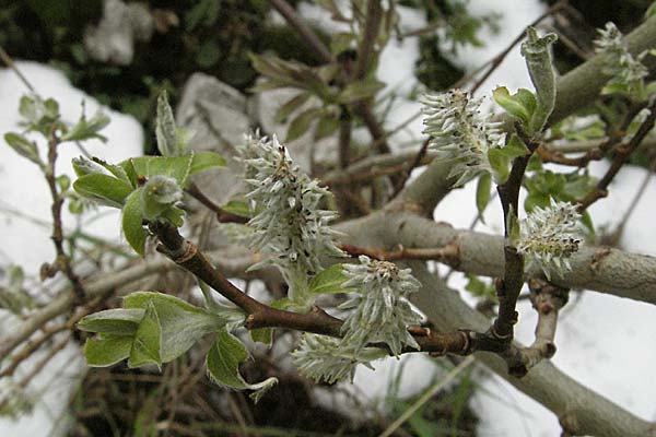 Salix x macrophylla \ Gro&szlig;bl&auml;ttrige Weide / Big-Leaved Willow, Kroatien/Croatia Velebit Zavizan 1.6.2006