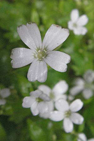 Saxifraga petraea \ Felsen-Steinbrech / Rock Saxifrage, Kroatien/Croatia Plitvička 3.6.2006
