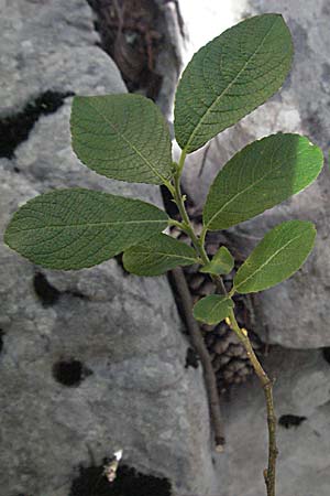 Salix x macrophylla \ Gro&szlig;bl&auml;ttrige Weide / Big-Leaved Willow, Kroatien/Croatia Velebit Zavizan 17.7.2007