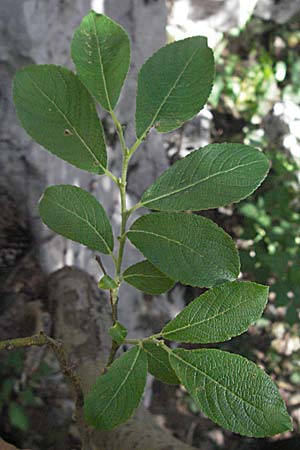 Salix x macrophylla \ Gro&szlig;bl&auml;ttrige Weide / Big-Leaved Willow, Kroatien/Croatia Velebit Zavizan 17.7.2007