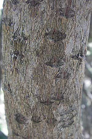 Salix x macrophylla \ Gro&szlig;bl&auml;ttrige Weide / Big-Leaved Willow, Kroatien/Croatia Velebit Zavizan 17.7.2007