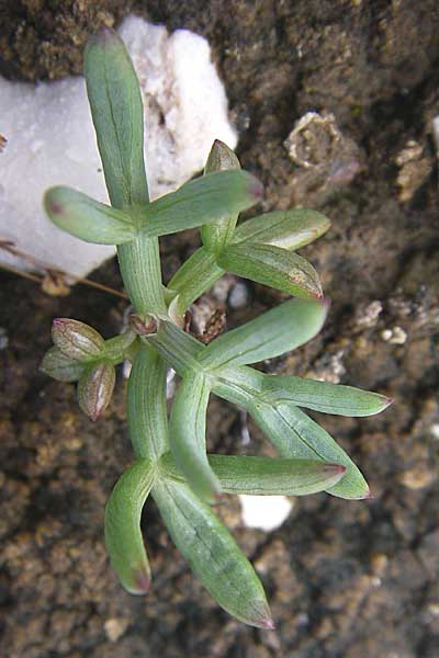 Salsola kali subsp. kali ? \ Kali-Salzkraut / Prickly Glasswort, Kroatien/Croatia Istrien/Istria, Premantura 5.6.2008