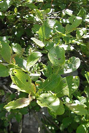 Salix appendiculata \ Schlucht-Weide / Large-Leaved Willow, Kroatien/Croatia Velebit Zavizan 30.6.2010