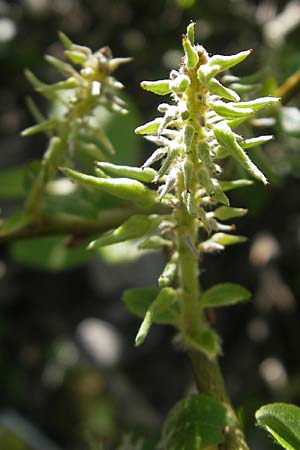 Salix appendiculata \ Schlucht-Weide / Large-Leaved Willow, Kroatien/Croatia Velebit Zavizan 30.6.2010