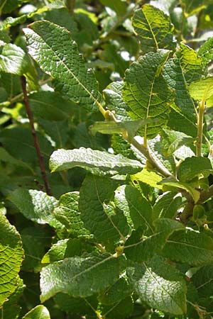 Salix appendiculata \ Schlucht-Weide / Large-Leaved Willow, Kroatien/Croatia Velebit Zavizan 19.8.2016