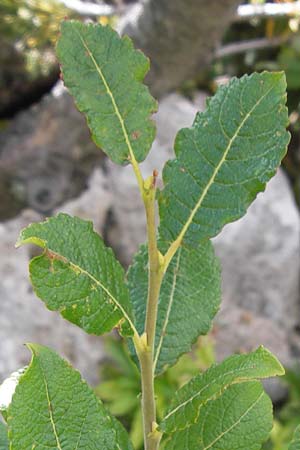 Salix appendiculata \ Schlucht-Weide / Large-Leaved Willow, Kroatien/Croatia Velebit Zavizan 19.8.2016