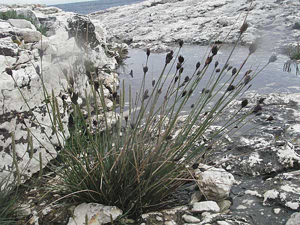 Schoenus nigricans \ Schwrzliche Kopfbinse / Black Bog-Rush, Kroatien/Croatia Istrien/Istria, Premantura 30.5.2006