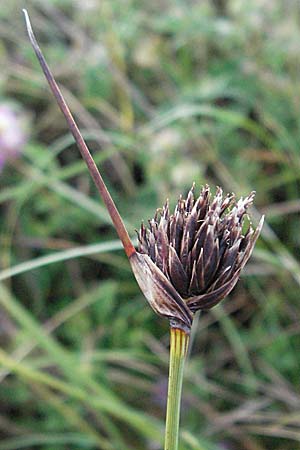 Schoenus nigricans \ Schwrzliche Kopfbinse / Black Bog-Rush, Kroatien/Croatia Istrien/Istria, Premantura 30.5.2006