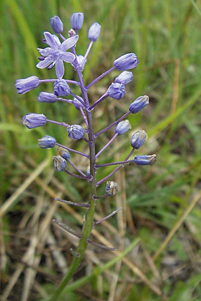 Scilla litardierei \ Amethyst-Blaustern / Meadow Squill, Kroatien/Croatia Plitvička 2.6.2006