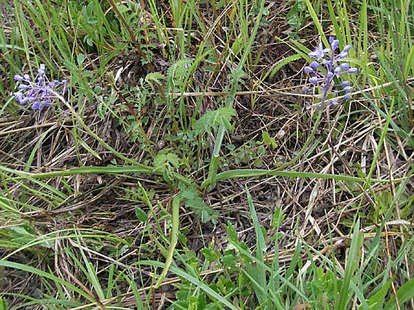 Scilla litardierei \ Amethyst-Blaustern / Meadow Squill, Kroatien/Croatia Plitvička 2.6.2006