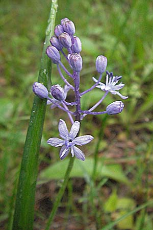 Scilla litardierei \ Amethyst-Blaustern / Meadow Squill, Kroatien/Croatia Plitvička 3.6.2006
