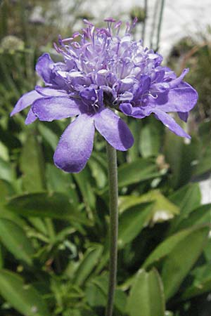 Scabiosa silenifolia \ S&uuml;dalpen-Skabiose / Catchfly-Leaved Scabious, Kroatien/Croatia Gola Plje&scaron;evica 18.7.2007