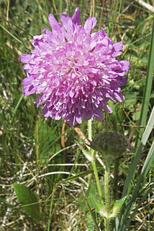 Knautia drymeia subsp. intermedia ? \ Mittlere Ungarische Witwenblume, Balkan-Witwenblume / Hungarian Widow Flower, Kroatien/Croatia Gola Plje&scaron;evica 18.7.2007