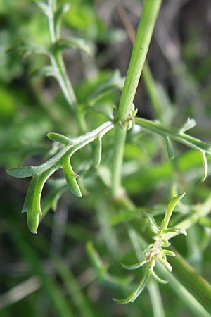 Scrophularia canina subsp. bicolor \ Zweifarbige Hunds-Braunwurz / Bicolor Figwort, Kroatien/Croatia Plitvička 31.5.2008