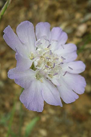 Lomelosia argentea \ Silber-Skabiose / Silver-Scabious, Kroatien/Croatia Visovac 2.6.2008