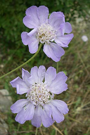 Lomelosia argentea \ Silber-Skabiose / Silver-Scabious, Kroatien/Croatia Visovac 2.6.2008