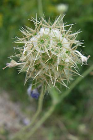 Lomelosia argentea \ Silber-Skabiose / Silver-Scabious, Kroatien/Croatia Visovac 2.6.2008