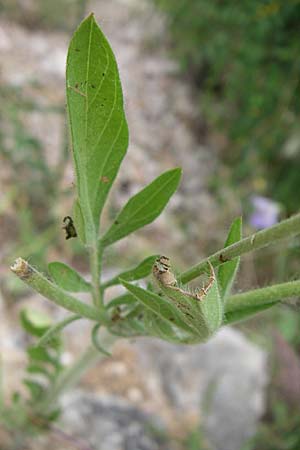 Lomelosia argentea \ Silber-Skabiose / Silver-Scabious, Kroatien/Croatia Visovac 2.6.2008