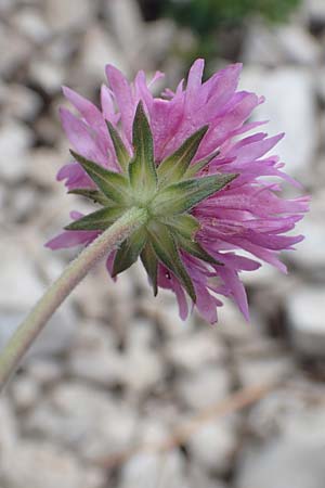Knautia illyrica \ Illyrische Witwenblume / Illyrian Scabious, Kroatien/Croatia Učka 12.8.2016
