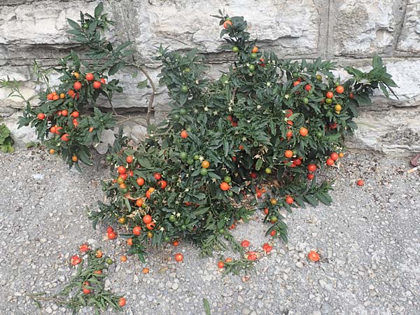 Solanum pseudocapsicum \ Korallen-Bumchen, Korallen-Kirsche / Jerusalem Cherry, Winter Cherry, Kroatien/Croatia Istrien/Istria, Beram 13.8.2016