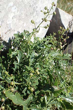 Scrophularia laciniata \ Verschiedenbl&auml;ttrige Braunwurz, Fiederlappige Braunwurz / Cut-Leaved Figwort, Kroatien/Croatia Risnjak 14.8.2016