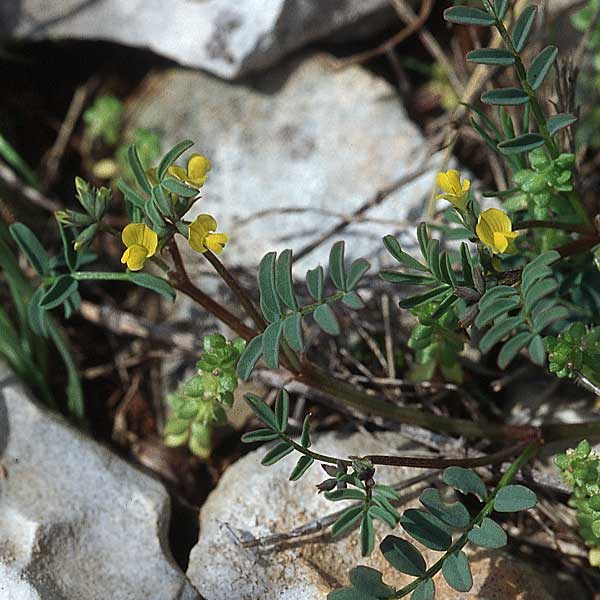 Hippocrepis ciliata \ Gewimperter Hufeisenklee, Kroatien &Scaron;ibenik 2.4.2006