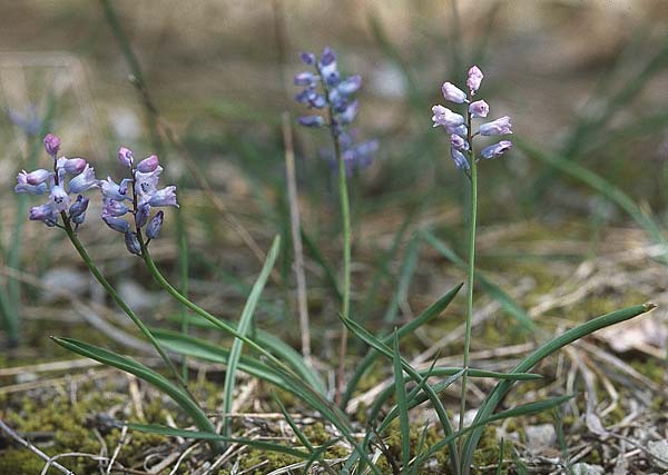 Hyacinthella dalmatica \ Dalmatinische Hyazinthe / Dalmatian Hyacinth, Kroatien/Croatia Pelje&scaron;ac, Pijavicino 4.4.2006