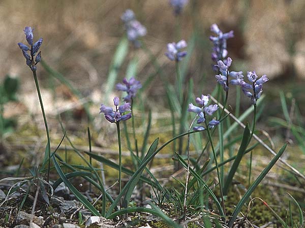 Hyacinthella dalmatica \ Dalmatinische Hyazinthe / Dalmatian Hyacinth, Kroatien/Croatia Pelje&scaron;ac, Pijavicino 4.4.2006