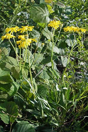 Senecio doronicum subsp. doronicum \ Gmswurz-Greiskraut / Chamois Ragwort, Kroatien/Croatia Učka 28.6.2010