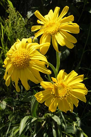 Senecio doronicum subsp. doronicum \ Gmswurz-Greiskraut / Chamois Ragwort, Kroatien/Croatia Učka 28.6.2010