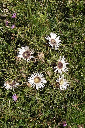 Carlina acaulis \ Silberdistel, Eberwurz / Stemless Carline Thistle, Kroatien/Croatia Velebit Zavizan 19.8.2016