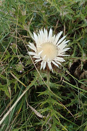 Carlina acaulis \ Silberdistel, Eberwurz / Stemless Carline Thistle, Kroatien/Croatia Učka 12.8.2016